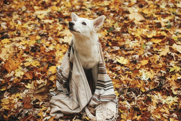 Chien mignon assis sous une couverture confortable sur les feuilles d'automne dans les bois d'automneAdorable chiot blanc automne confortable