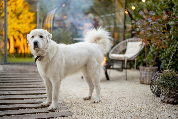 Chien mignon au beau jardin