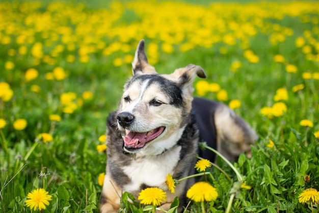 Chien mignon au printemps en fleurs jaunes dans un champ de pissenlit