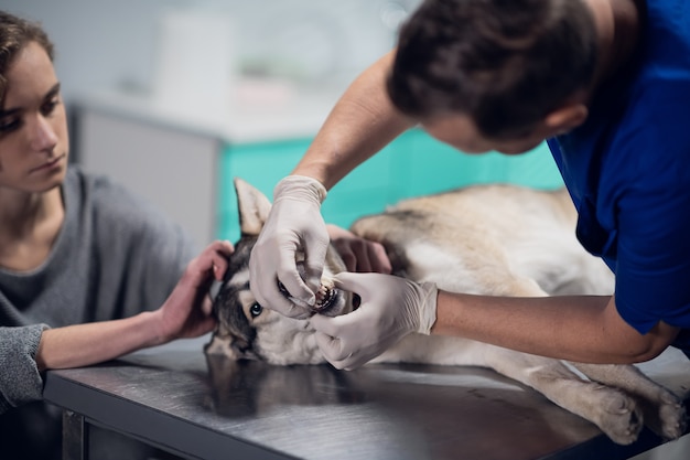 Un chien mignon ayant un contrôle de ses dents chez le vétérinaire.