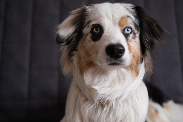 Chien mignon berger australien bleu merle. Yeux de différentes couleurs. Concept accueillant et soignant les animaux domestiques.