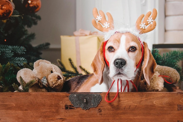 Chien mignon avec des bois de renne assis sur fond d'arbre de Noël