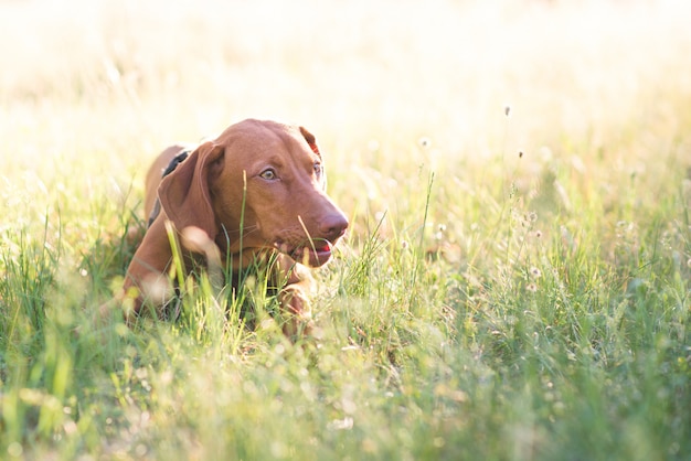 Chien mignon brun pond dans un parc sur l'herbe un jour d'été et regarde de côté. Magyar vizsla