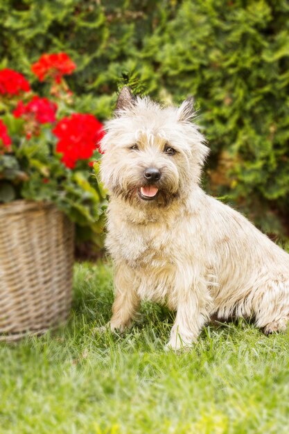 Chien mignon cairn terrier sur l'herbe verte dans le parc par une journée ensoleillée. Race de chien terrier