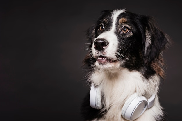 Photo chien mignon avec un casque