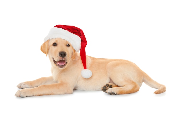 Chien mignon en chapeau de père Noël sur fond blanc