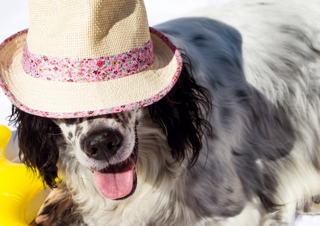 Chien mignon avec chapeau