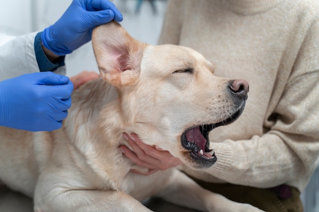 Photo chien mignon à la clinique vétérinaire se bouchent