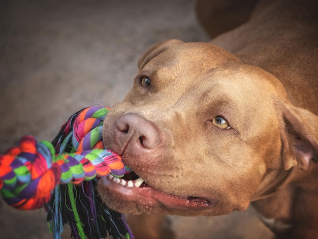 Chien mignon et corde de jeu Gros plan à l'extérieur Concept de soins éducation obéissance formation et élevage d'animaux de compagnie