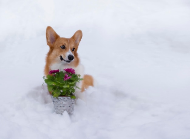 Chien mignon corgi gallois rouge pembroke tient dans la bouche un panier de fleurs sur la neige