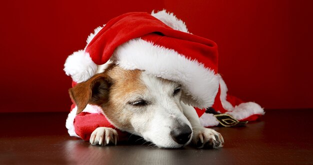 Chien mignon en costume de père Noël allongé sur le sol en studio