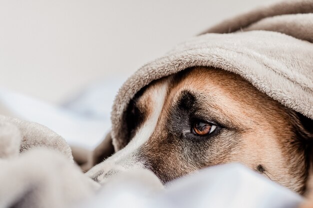 Photo chien mignon sur la couche de lit sous un blanket