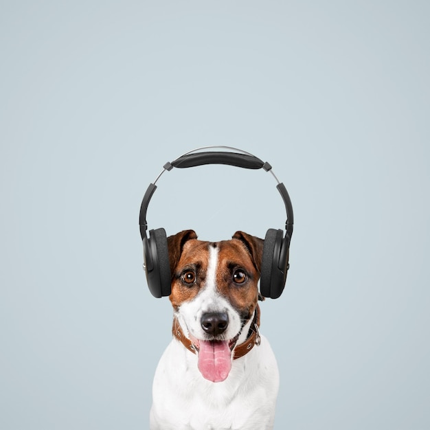 Casque anti bruit chien