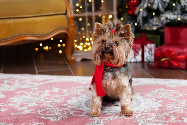 Chien mignon dans une écharpe rouge à noël près de la bannière de l'arbre de noël