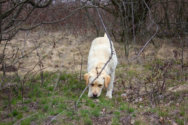 Chien mignon dans la nature d'automne