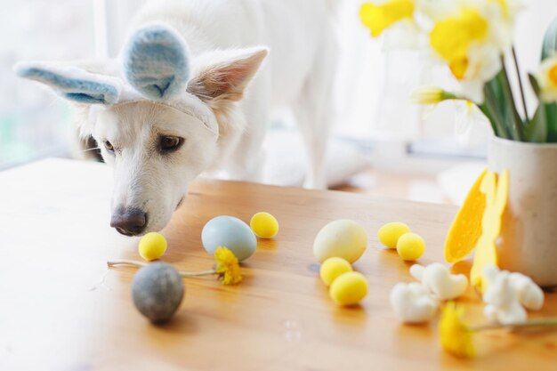 Chien mignon dans les oreilles de lapin et décor élégant de fleurs d'oeufs de pâques sur la table en bois Joyeuses Pâques