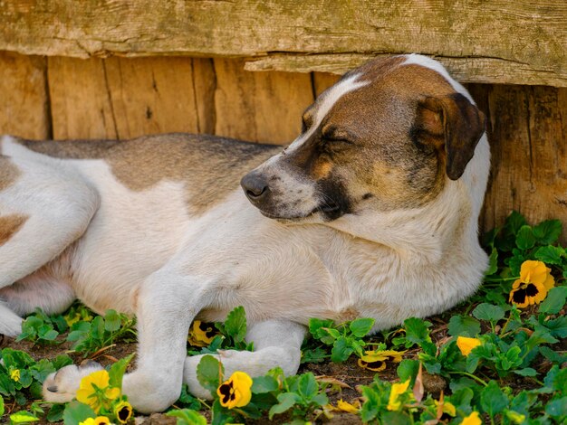 Un chien mignon dormant dans le parc