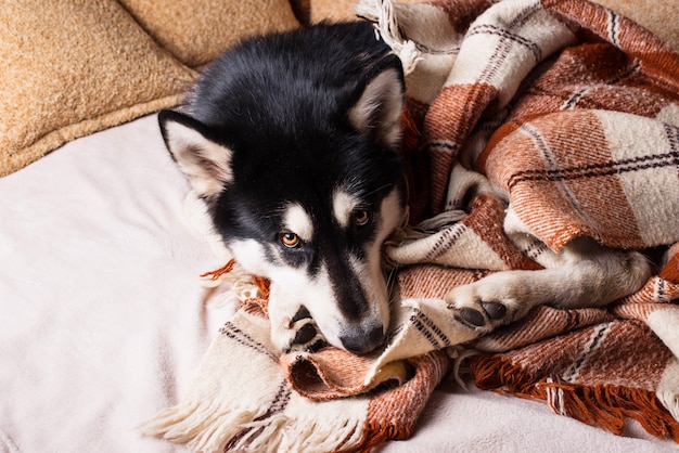 Chien mignon dormant sur un lit sous un plaid