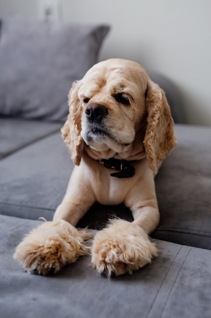 chien mignon dort sur un canapé gris