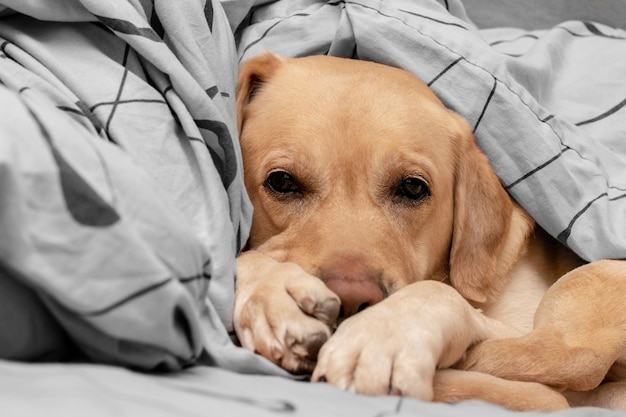 Le chien mignon dort confortablement sur le lit.