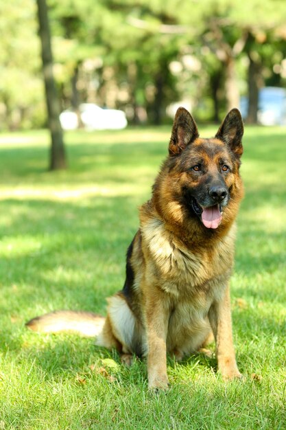 Chien mignon drôle dans le parc