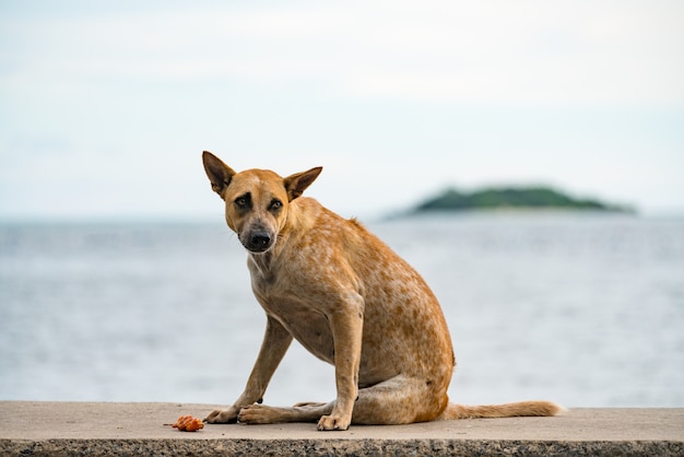 Chien mignon est assis et regarde