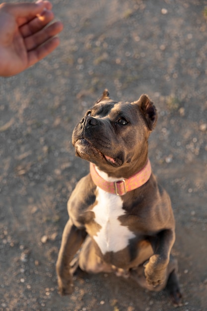 Photo chien mignon à l'extérieur pendant une session de formation