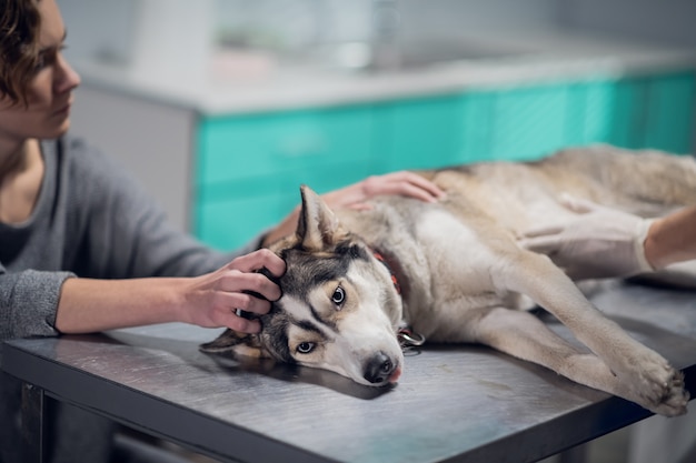 Un chien mignon fait un examen au bureau des vétérinaires.