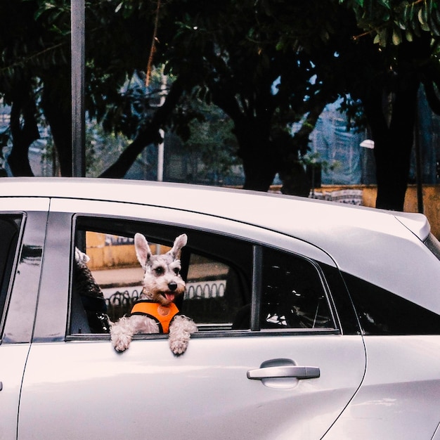 Chien mignon sur la fenêtre ouverte