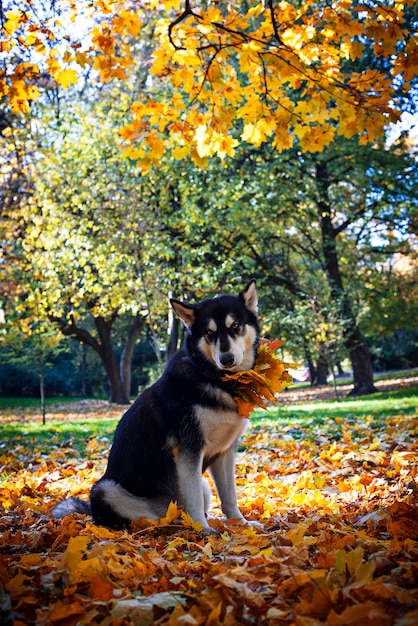 Chien mignon avec des feuilles dans un parc en automne