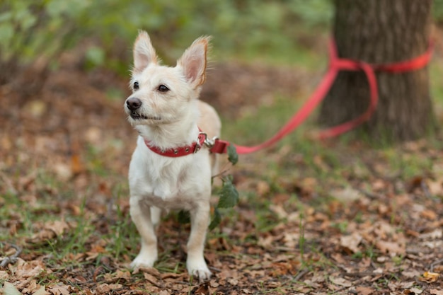 Chien mignon avec de grandes oreilles attaché par une laisse à un arbre dans une forêt ou un parc d'automne Le chien attend le propriétaire