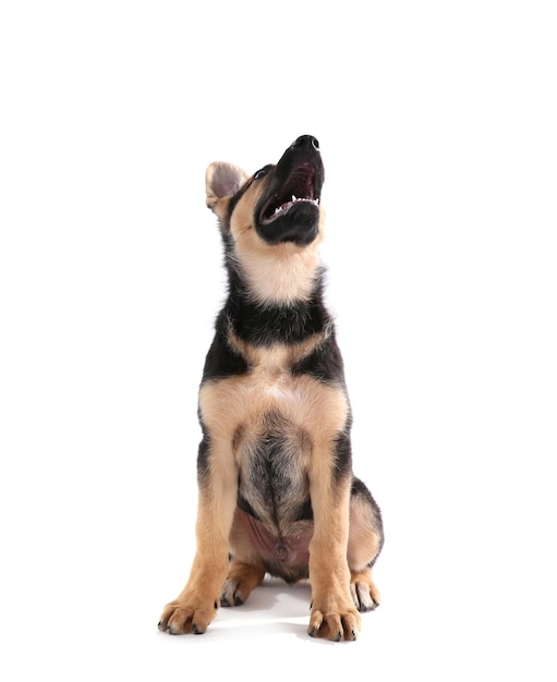 chien mignon isolé sur blanc