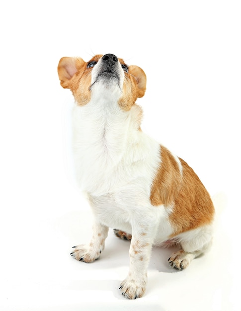 Chien mignon isolé sur fond blanc