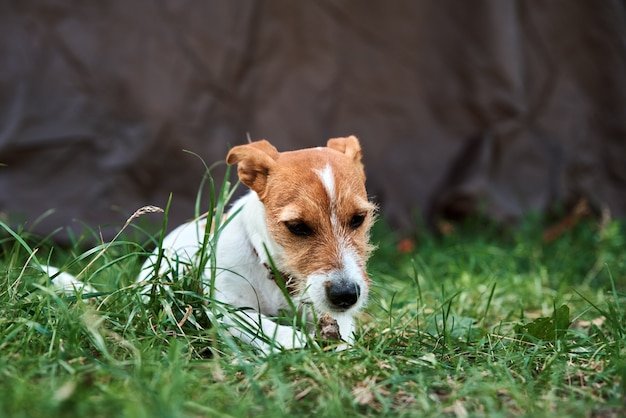 Chien mignon jouant avec un bâton en bois sur l'herbe