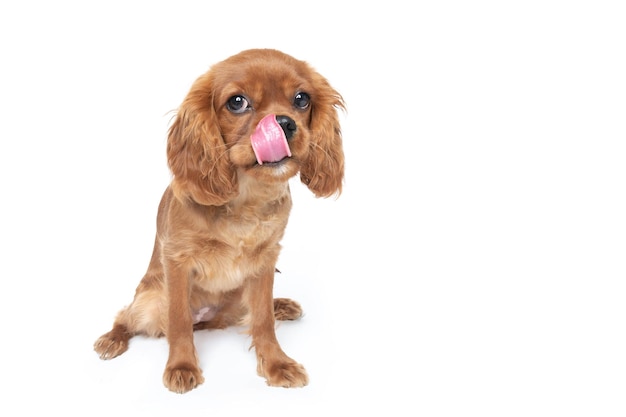 Chien mignon lécher le nez isolé sur fond blanc