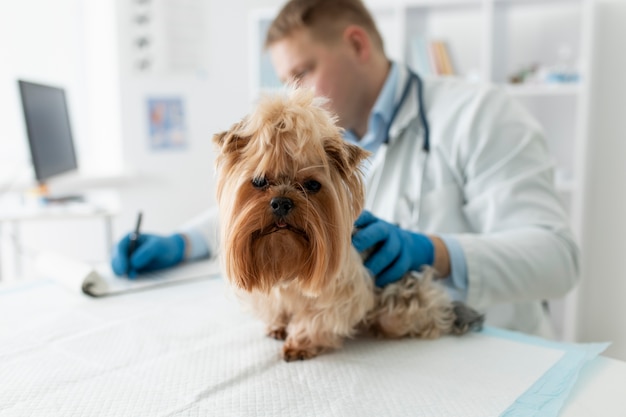 Chien mignon lors d'une consultation