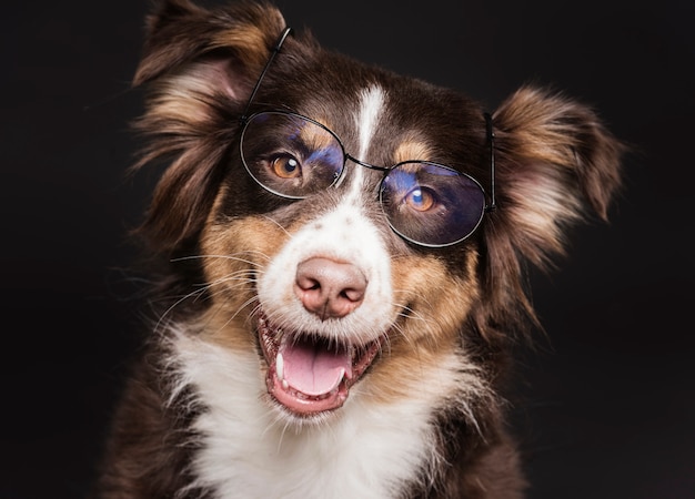 Photo chien mignon avec des lunettes