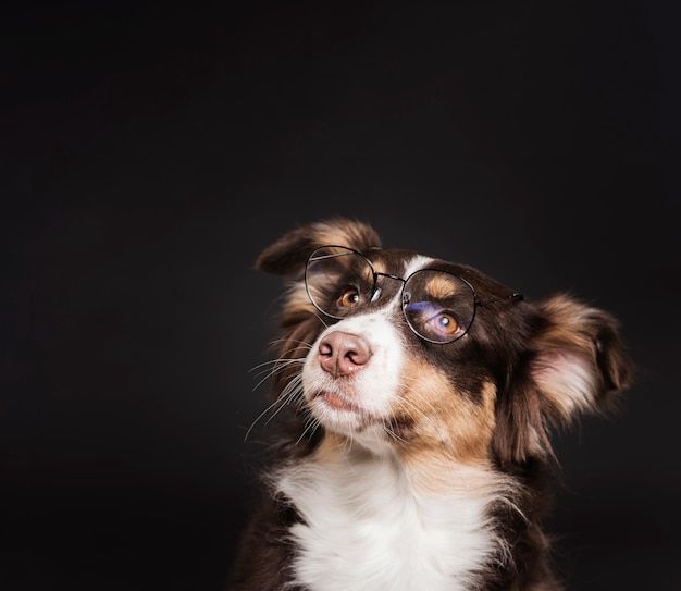 Photo chien mignon avec des lunettes