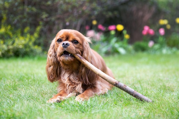 Chien mignon mâchant un bâton sur l'herbe