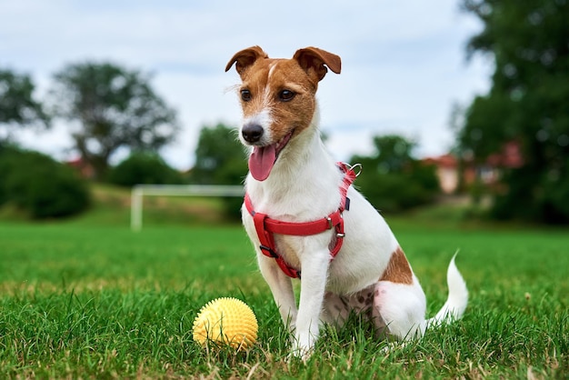 Chien mignon marchant sur l'herbe verte jouant avec une balle jouet