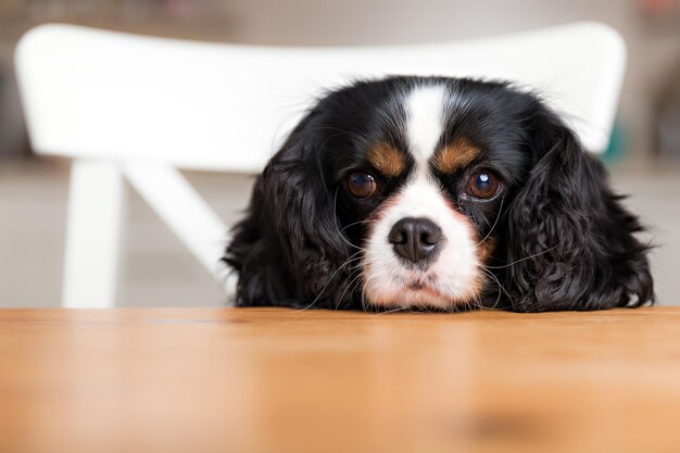 Chien mignon mendiant de la nourriture à la table de la cuisine