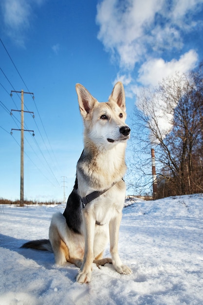 Chien mignon à pied à la nature dans le domaine de l'hiver.