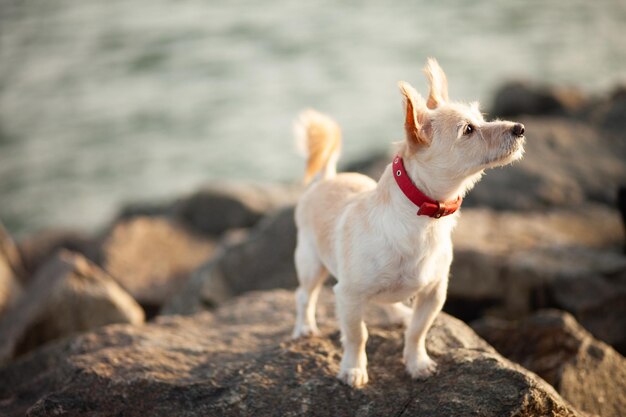 Chien mignon sur les pierres de la côte