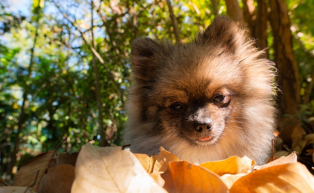 Photo chien mignon de poméranie se détendre sur les feuilles sèches