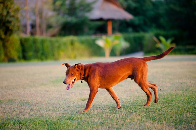 Chien mignon Promenade dans le jardin de devant