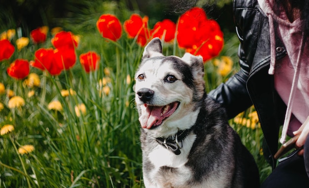 chien mignon sur une promenade dans la nature pelouse avec des fleurs jaunes