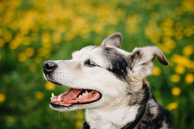 chien mignon sur une promenade dans la nature pelouse avec des fleurs jaunes