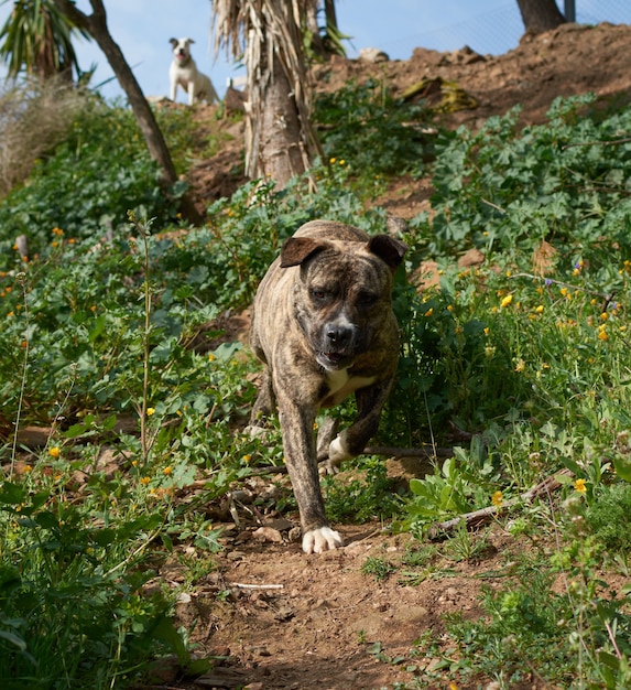 Un chien mignon et puissant Cimarron Uruguayo (Perro cimarron uruguayo) qui court dans la nature