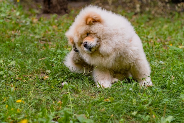 Chien mignon de la race Chowchow avec des démangeaisons de puces lors d'une promenade sur une pelouse verte