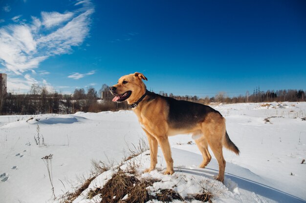 Chien mignon de race mixte à l'extérieur. Bâtard dans la neige